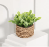 Mini Eucalyptus Potted Plant Decor 4