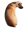 3D Lifelike Dog Head Throw Pillow Cute Animal Cushion Decor 5