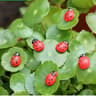 Mini Cute Animal Figurines Fairy Garden Bonsai Decor DIY Miniature Set 8