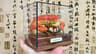 Real Crab Specimen Display Collectible Ocean Decor Desk Ornament 6