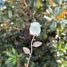 CrystalBloom Rose Quartz Flower Ornament Elegant Gift Decor 9