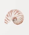 Watercolor Sea Shell Wall Art Canvas Set Starfish Coastal Prints For Living Room Decor 6