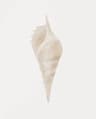 Watercolor Sea Shell Wall Art Canvas Set Starfish Coastal Prints For Living Room Decor 7
