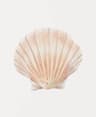 Watercolor Sea Shell Wall Art Canvas Set Starfish Coastal Prints For Living Room Decor 11