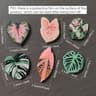 6 Piece Kawaii Tropical Plant Refrigerator Magnets Begonia Monstera Whiteboard Magnet Set 8
