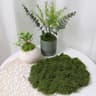 DIY Premium Artificial Green Moss  Faux Preserved Moss For Terrariums Garden Landscapes  Home Decor 7