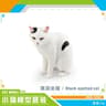 Lying Orange Cat Figurine  Solid Simulation Mini Pet Model  Executive Desktop  Home Studio Sanctuar 15