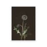 Moody Owl  Butterfly Canvas  Dark Academia Nature Art  Executive Library  Cottagecore Sanctuary Dec 16