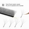Panoramic Bloom W Series Eyelash Collection 9