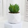 Evergreen Architectural Simulation Succulent Bonsai 7
