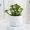 Mini Artificial Succulent Bonsai Plant  Realistic Fake Cactus Decor For Home  Office 6