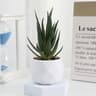 Mini Artificial Succulent Bonsai Plant  Realistic Fake Cactus Decor For Home  Office 10