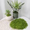 DIY Green Artificial Moss Decor  Faux Preserved Moss For Crafts Terrariums  Garden Styling 9