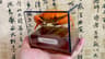 Real Crab Specimen Display  Handcrafted Preserved Crab Ornament For Collectors  Unique Home Decor 10