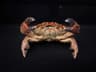 Real Crab Specimen Display  Handcrafted Preserved Crab Ornament For Collectors  Unique Home Decor 19