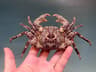 Real Crab Specimen Display  Handcrafted Preserved Crab Ornament For Collectors  Unique Home Decor 25