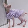 Summer Cooling Vest For Hairless Cats 5