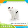 Lifelike Orange Cat Figurine  Realistic Mini Cat Ornament For Desk Decor 6