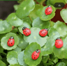 Mini Animal Figurines Set Cute Fairy Garden  Bonsai Miniature Decor 13