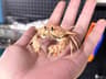 Real Crab Specimen Display Taxidermy Marine Collectible Home Decor 1