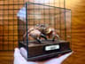 Real Crab Specimen Display Taxidermy Marine Collectible Home Decor 10