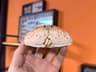 Real Crab Specimen Display Taxidermy Marine Collectible Home Decor 6