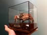Real Crab Specimen Display Taxidermy Marine Collectible Home Decor 7