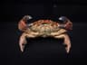 Real Crab Specimen Display Taxidermy Marine Collectible Home Decor 15