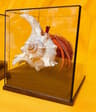 Real Crab Specimen Display Taxidermy Marine Collectible Home Decor 16