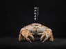 Real Crab Specimen Display Taxidermy Marine Collectible Home Decor 19