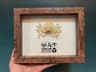 Real Crab Specimen Display Taxidermy Marine Collectible Home Decor 23