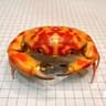 Real Crab Specimen Display Taxidermy Marine Collectible Home Decor 28
