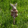 Cute Gnome Frog Rabbit Turtle Garden Statue Set With Decorative Shovels 3