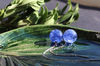 Blue cornflower earrings 6.JPG