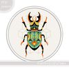 Stag-Beetle01.jpg