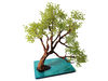 New-Zealand-tree-for-sale-exclusive .jpg