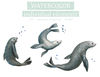 Watercolor Illustration set Of wild animals seals Clipart PNG and patterns 2_8mb.jpg