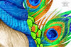 Peacock gnome clip art_02.JPG