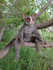 monkey-lemur-galago-by-galina-zharkova.jpg