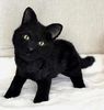 collectible-cat-realistic-toy-black-plush.jpg