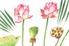 Lotuses and Leaves Watercolor 2.jpg