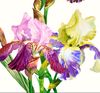 Bouquet with  three irises.Cover_2.jpg