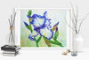 White Blue Iris_29x24_1 3.jpg