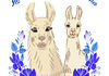 Llama with baby son. poster A4_2.jpg