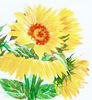 Yellow Sunflowers 2.jpg