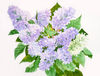 Bouquet of Lilac 2.jpg