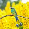 rockettail-hummingbird-brooch.jpg