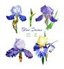 Irises flowers_1_1.jpg