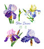 Irises flowers_2_1.jpg