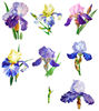 Blue Irises flowers_600.jpg